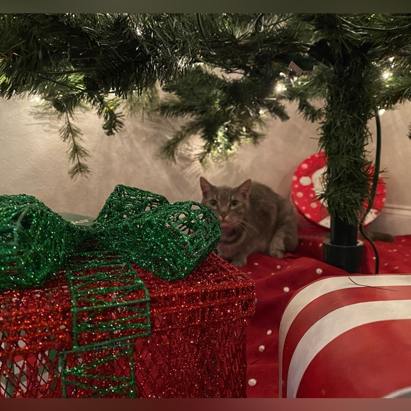 Meet your Posher, Christine - Picture 4 of 11